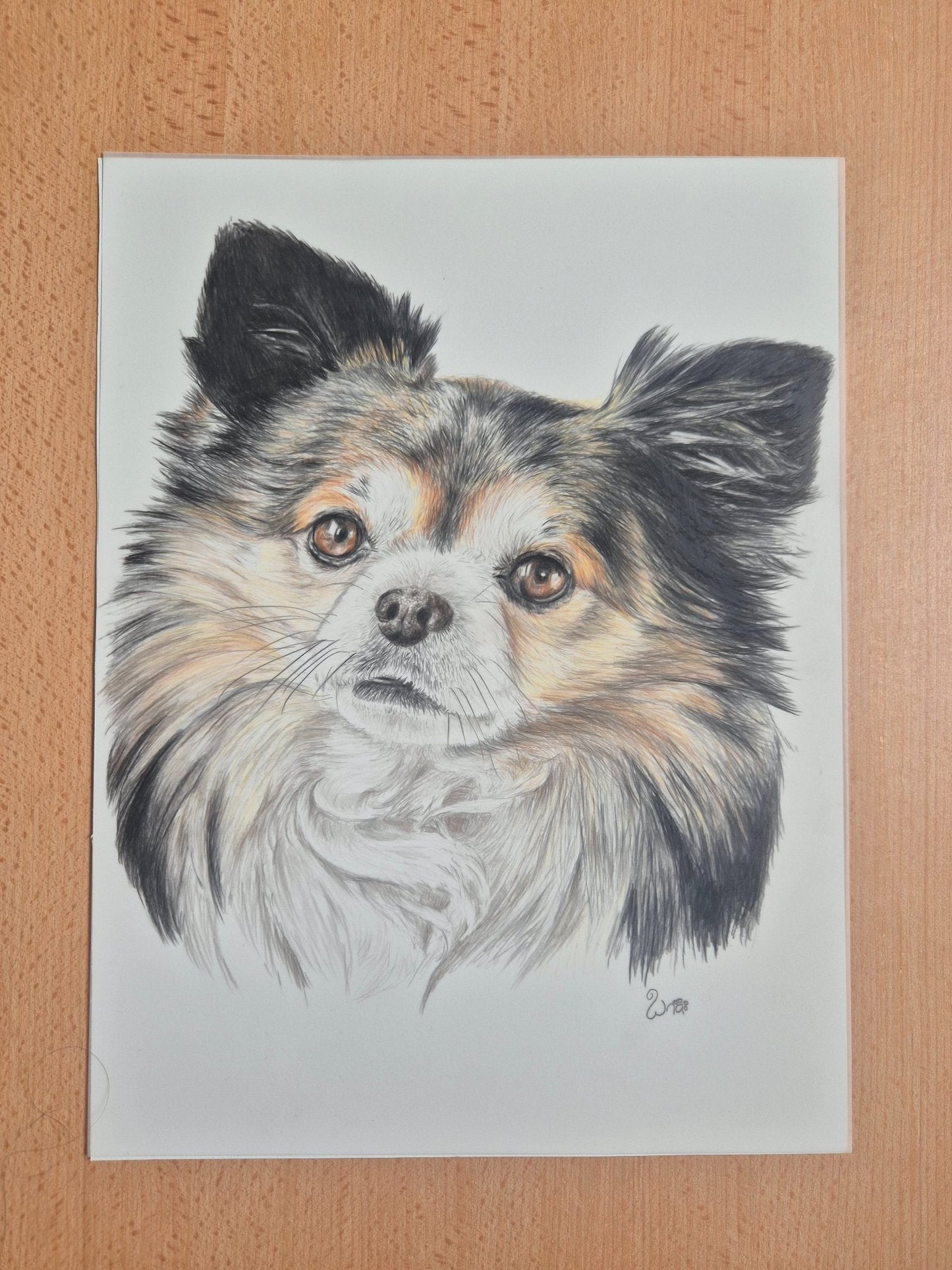 Chihuahua's Gaze - Gold Coast Gallery Of ArtRenae Hall