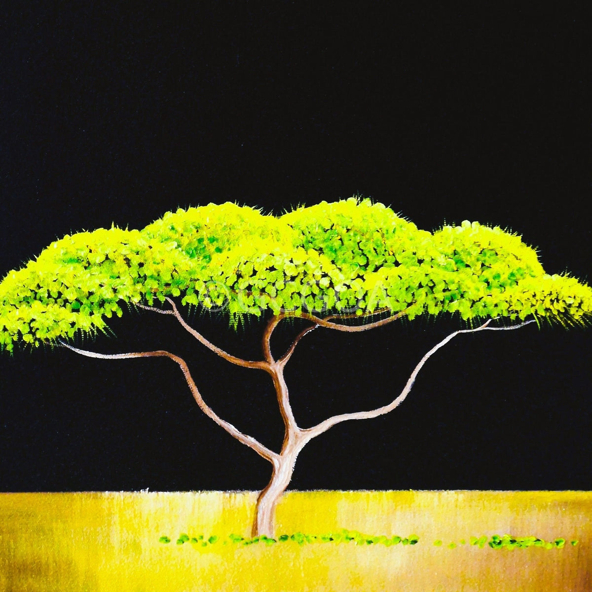One Bright Tree on the Vast Savanna - Gold Coast Gallery Of ArtLucinda Leveille