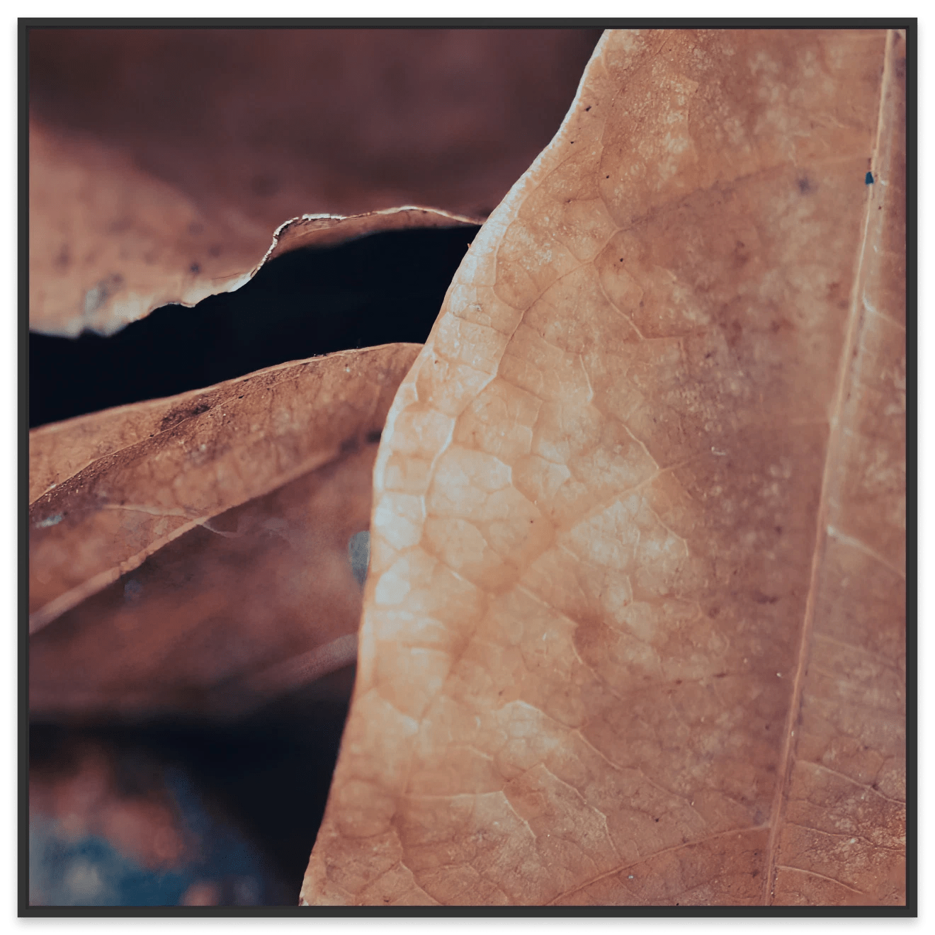 Simple Beauty Collection 19 C1 - Fine Art Print - Gold Coast Gallery Of ArtAngela Hawkey