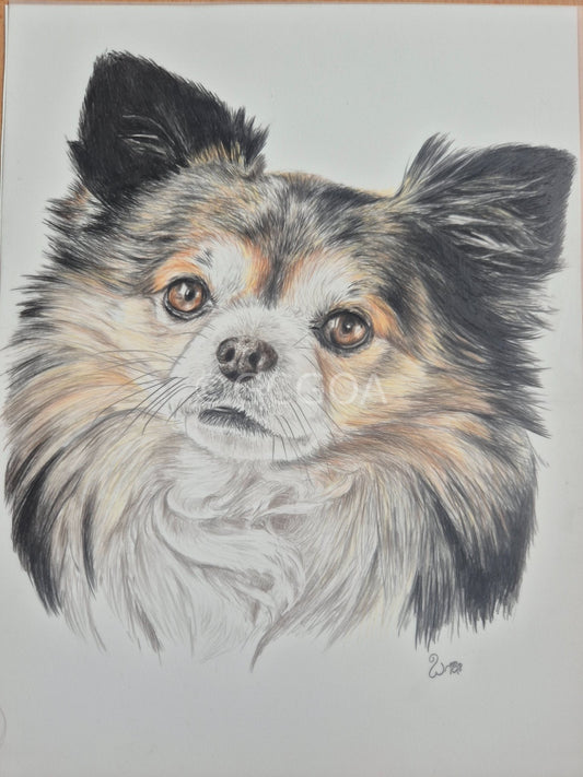 Chihuahua's Gaze - Gold Coast Gallery Of ArtRenae Hall