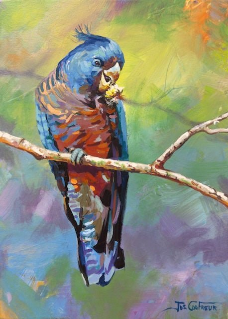 Cockatoo - Gold Coast Gallery Of ArtJos Coufreur