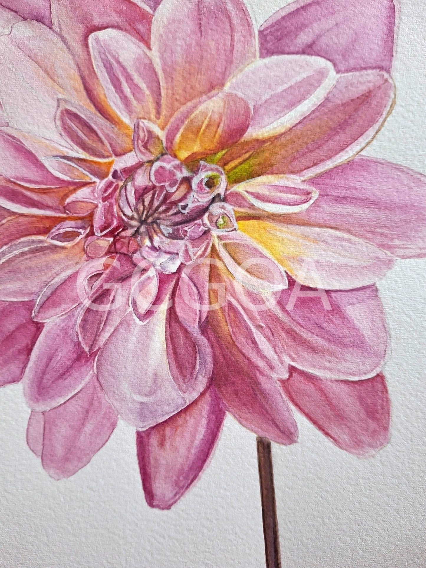 Dahlia Watercolour Framed - Gold Coast Gallery Of ArtNatalie K