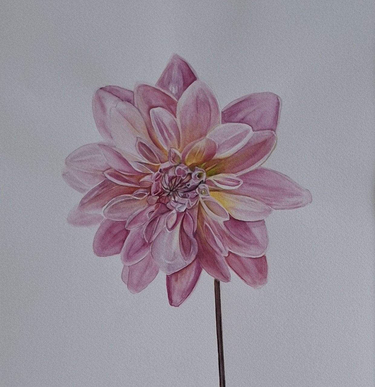 Dahlia Watercolour Framed - Gold Coast Gallery Of ArtNatalie K