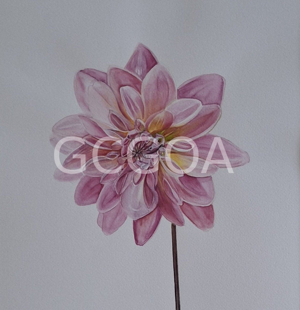 Dahlia Watercolour Framed - Gold Coast Gallery Of ArtNatalie K