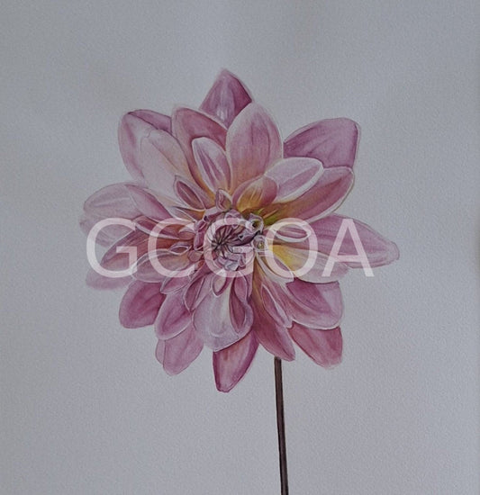 Dahlia Watercolour Framed - Gold Coast Gallery Of ArtNatalie K
