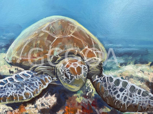 Drifting Turtle - Gold Coast Gallery Of ArtAnne Strambi