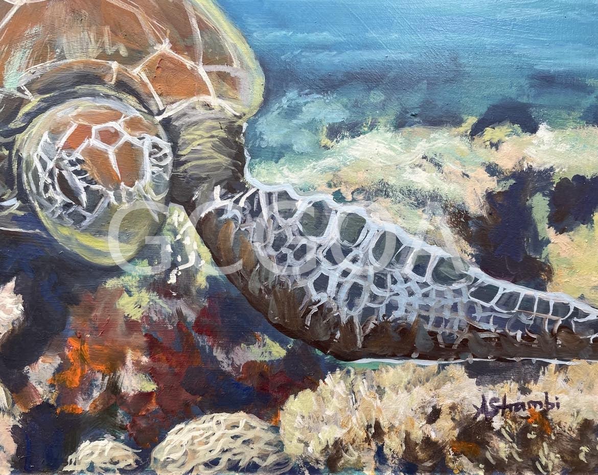 Drifting Turtle - Gold Coast Gallery Of ArtAnne Strambi
