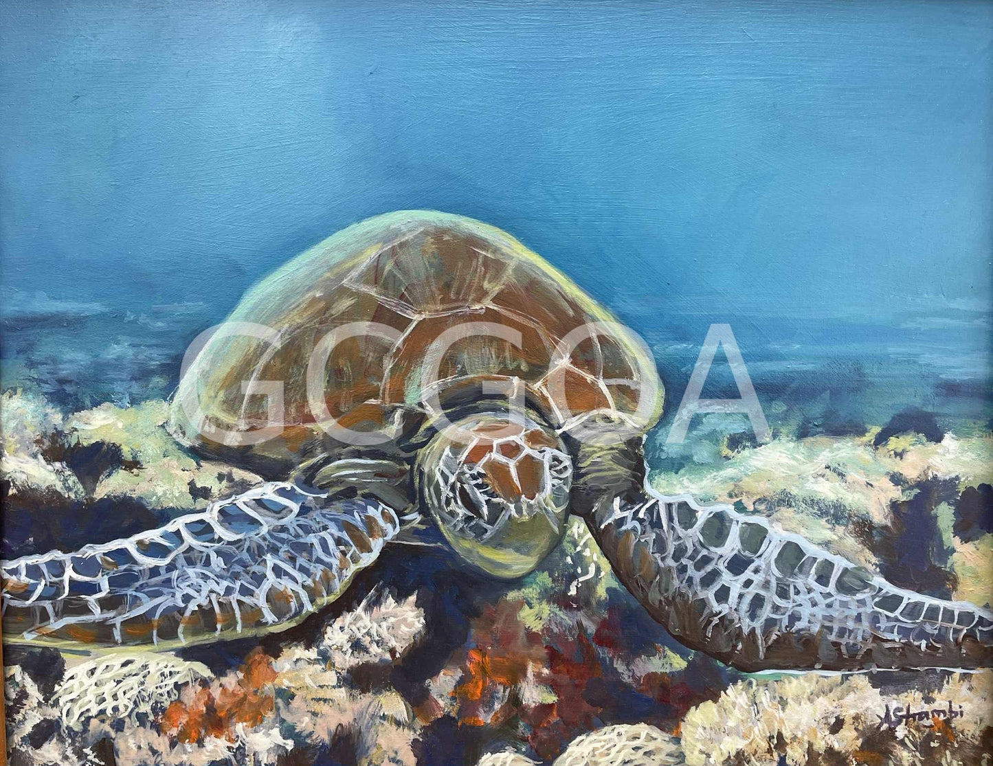 Drifting Turtle - Gold Coast Gallery Of ArtAnne Strambi