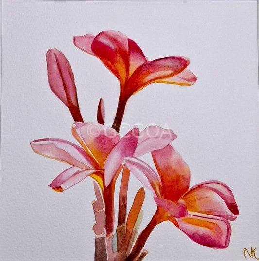 Frangipani- Original Art, Watercolour, Framed - Gold Coast Gallery Of ArtNatalie K