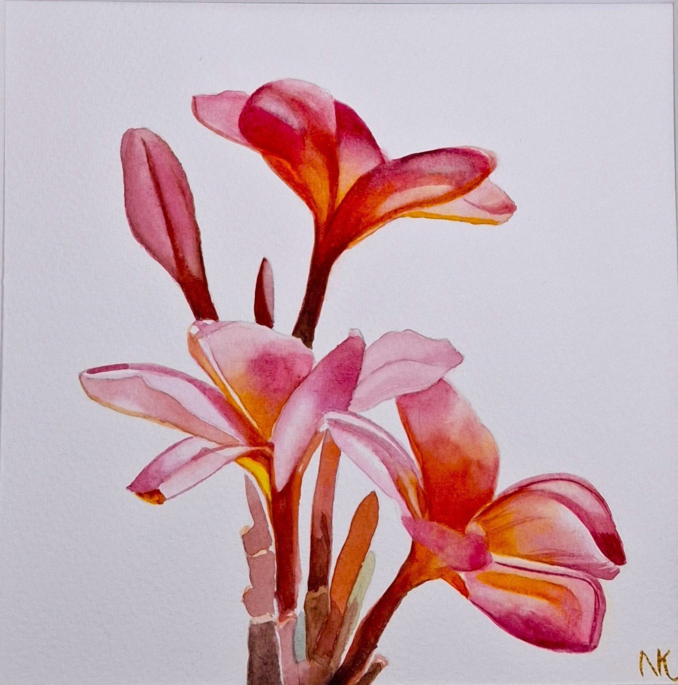 Frangipani - Original Art, Watercolour, Framed - Gold Coast Gallery Of ArtNatalie K