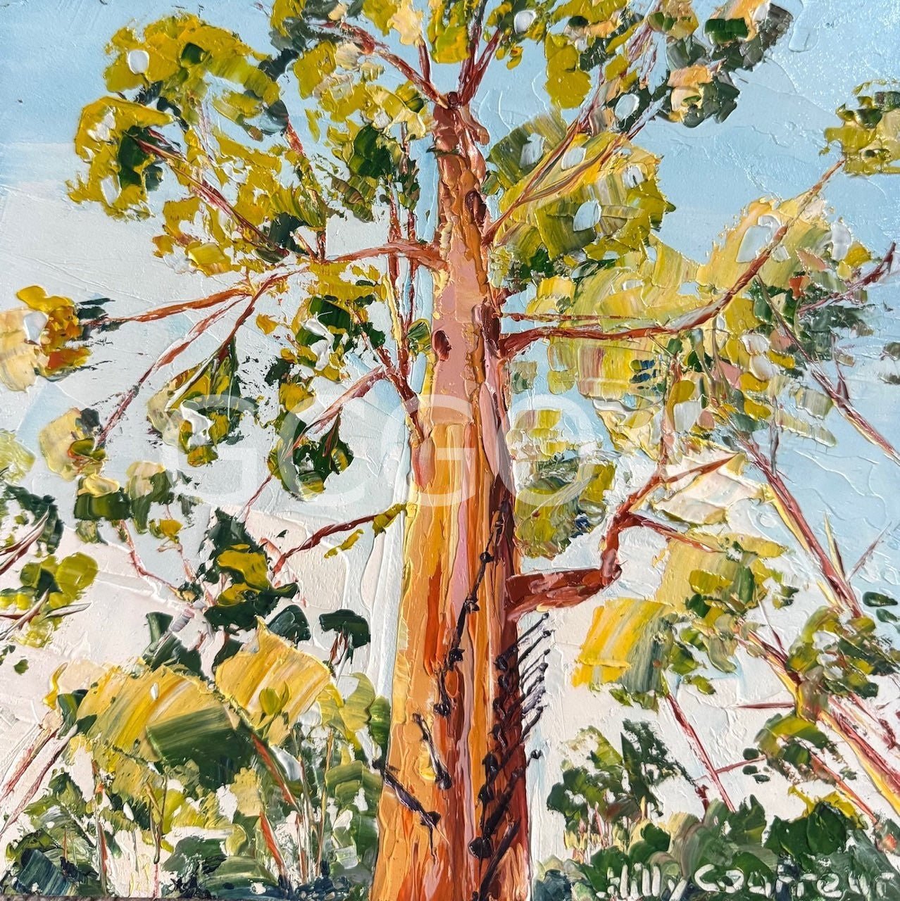 Gloucester Tree Pemberton WA - Gold Coast Gallery Of ArtHilly Coufreur