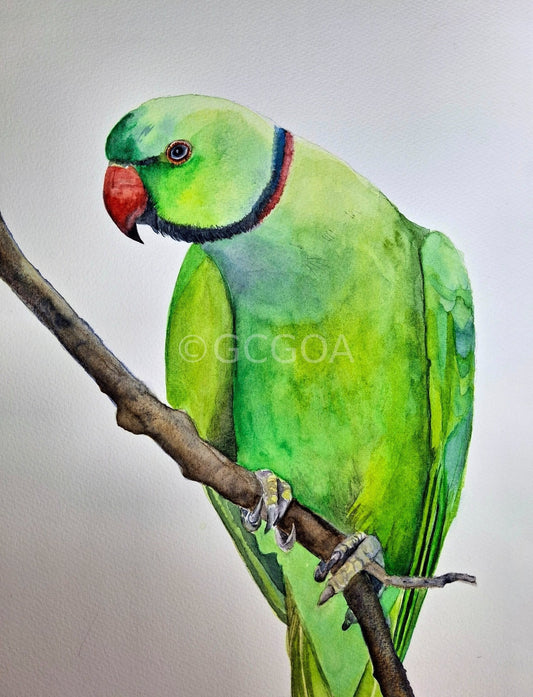 Green Parrot Watercolour Framed - Gold Coast Gallery Of ArtNatalie K