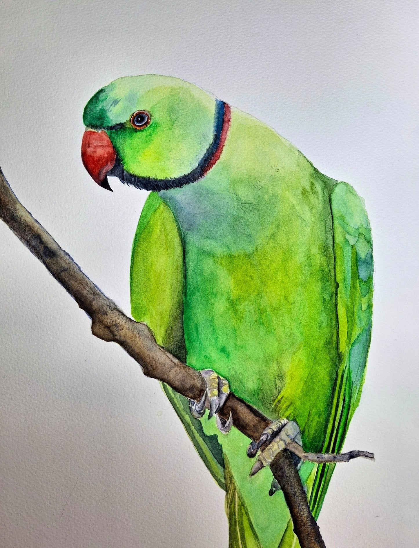 Green Parrot Watercolour Framed - Gold Coast Gallery Of ArtNatalie K