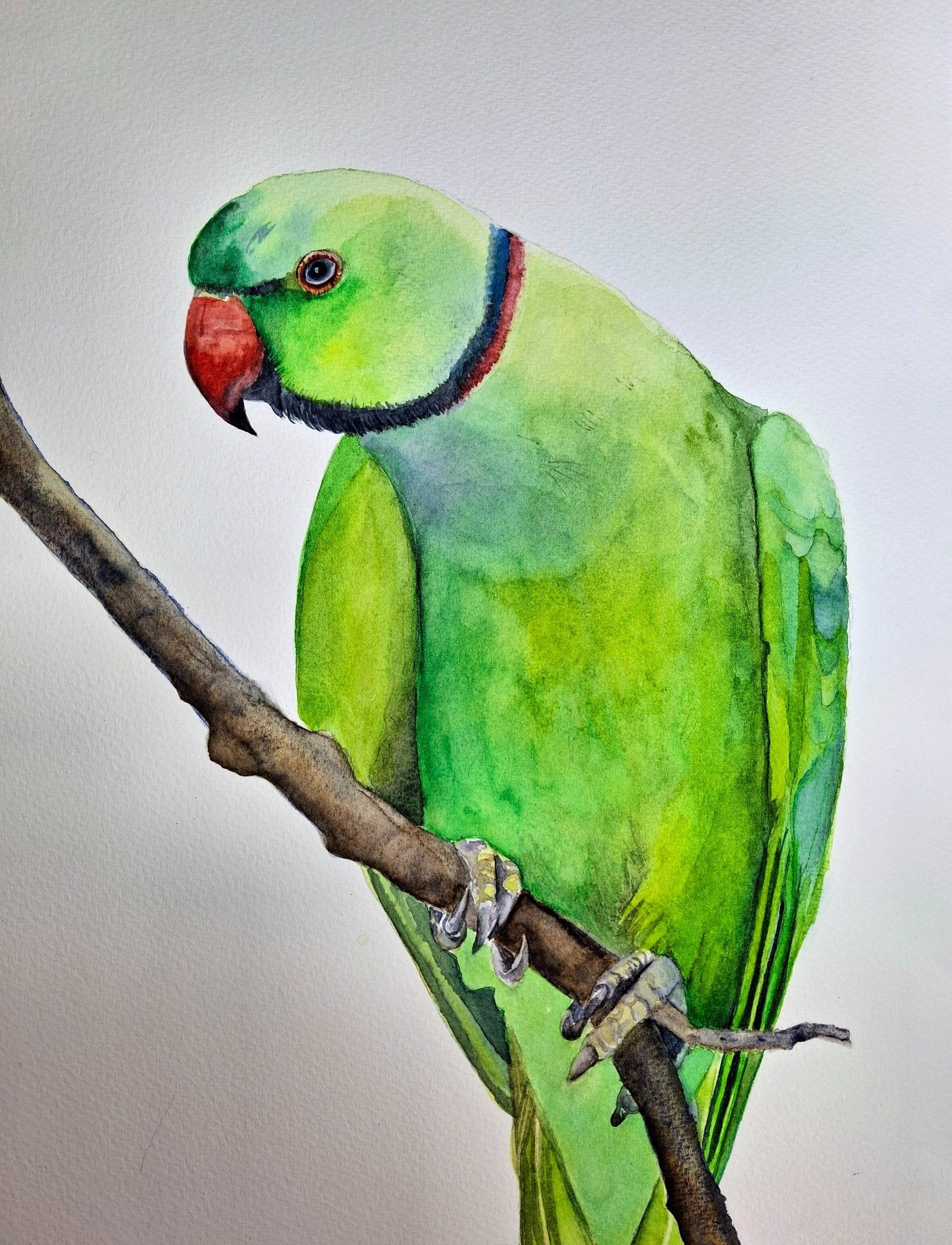 Green Parrot Watercolour Framed - Gold Coast Gallery Of ArtNatalie K