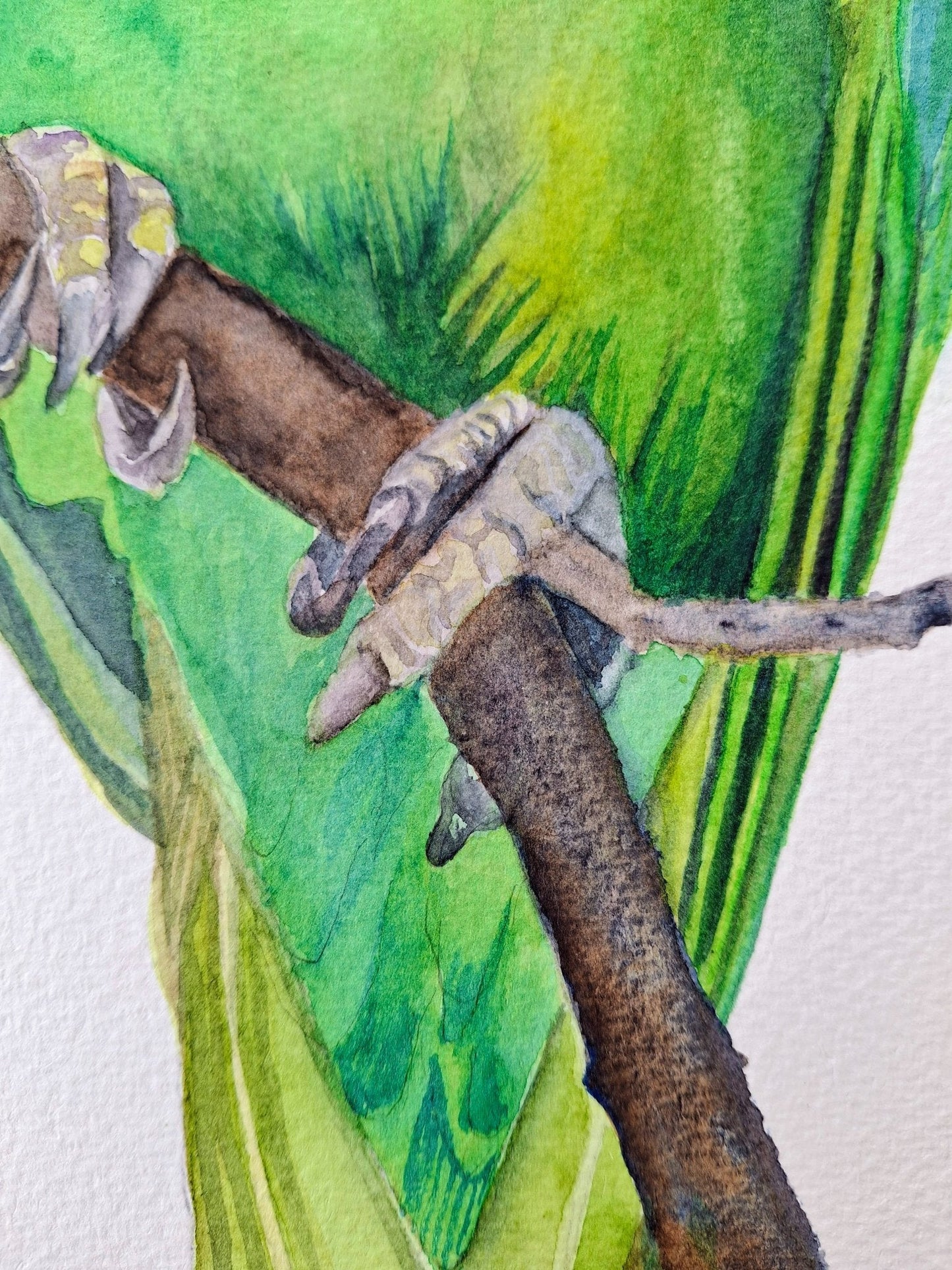 Green Parrot Watercolour Framed - Gold Coast Gallery Of ArtNatalie K