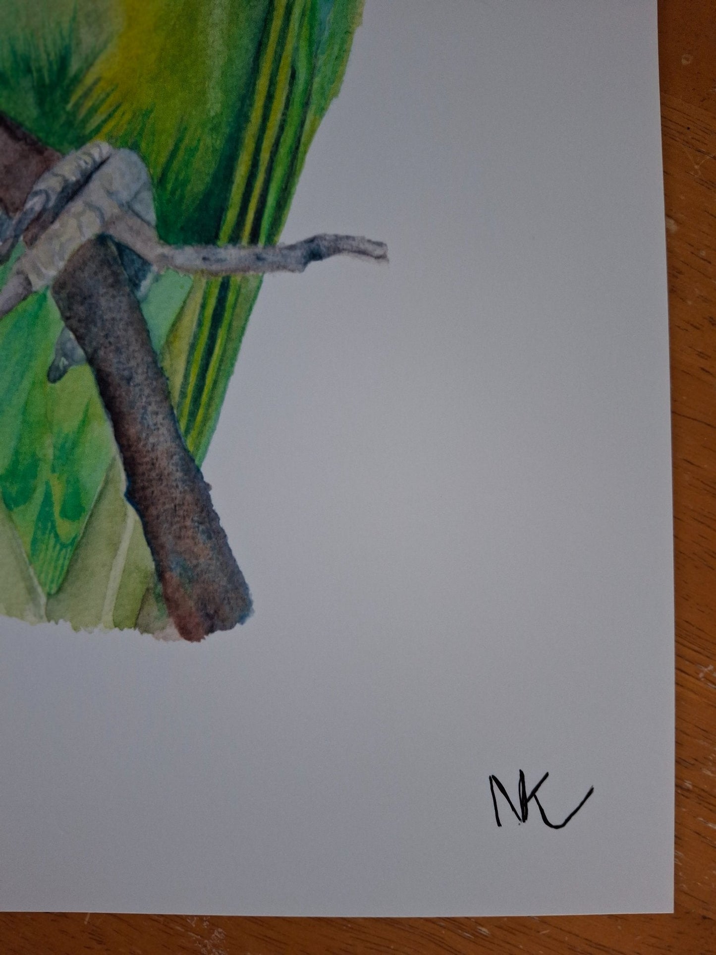 Green Parrot Watercolour Framed - Gold Coast Gallery Of ArtNatalie K