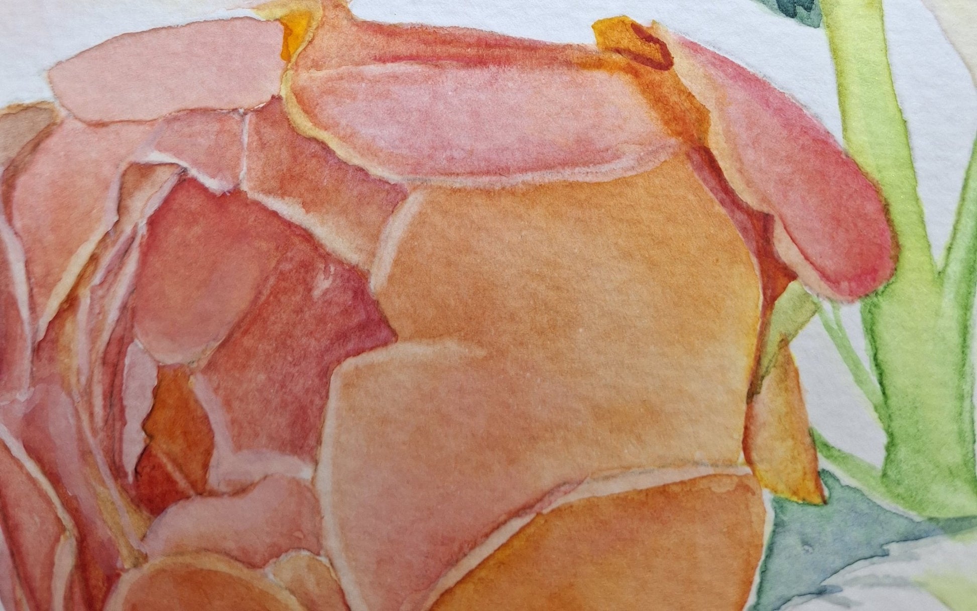Peach Roses Framed Watercolour - Gold Coast Gallery Of ArtNatalie K