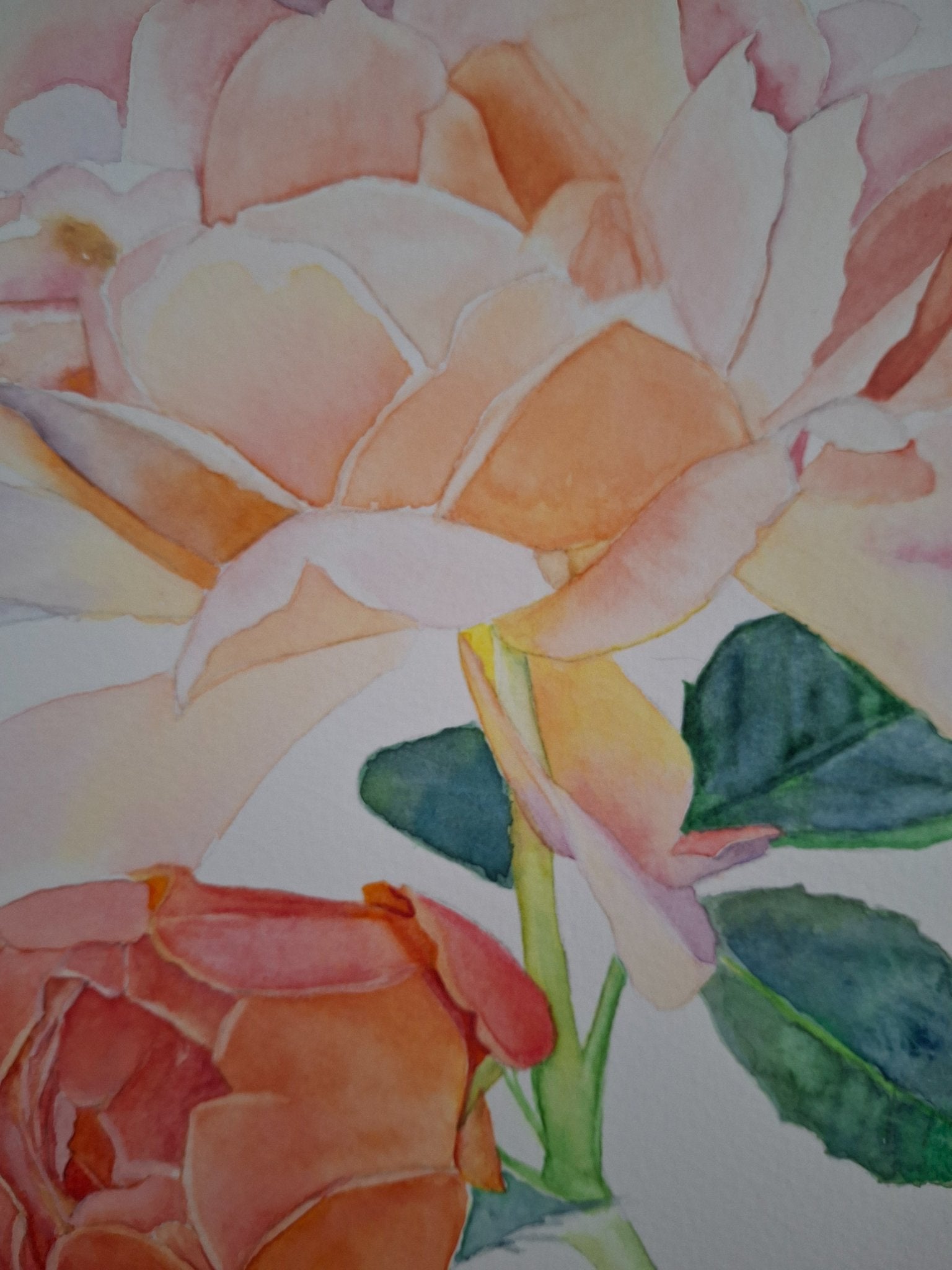 Peach Roses Framed Watercolour - Gold Coast Gallery Of ArtNatalie K