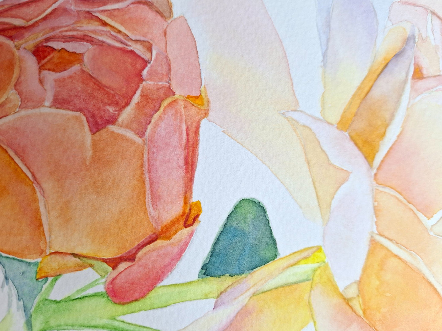 Peach Roses Framed Watercolour - Gold Coast Gallery Of ArtNatalie K