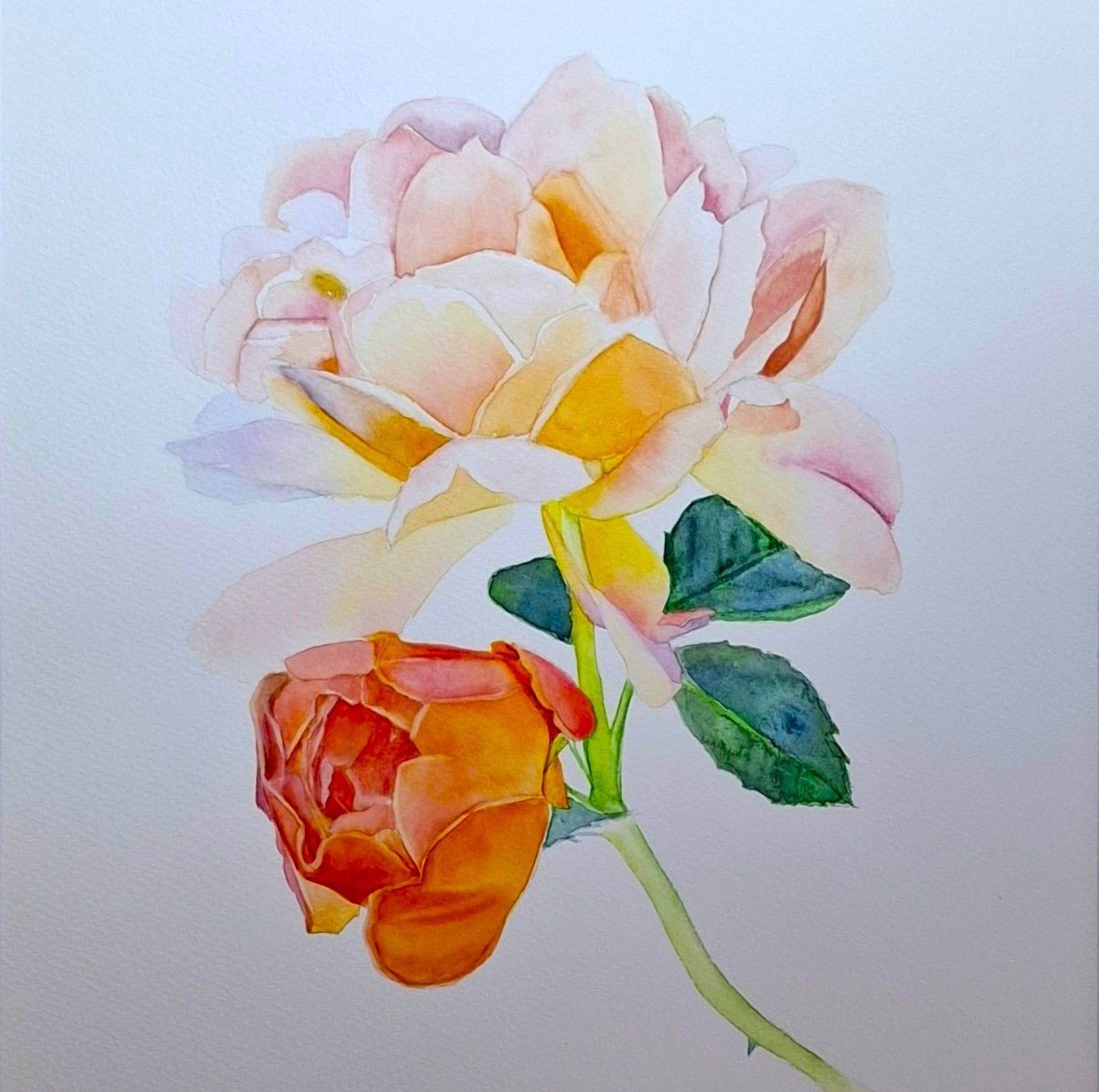 Peach Roses Framed Watercolour - Gold Coast Gallery Of ArtNatalie K