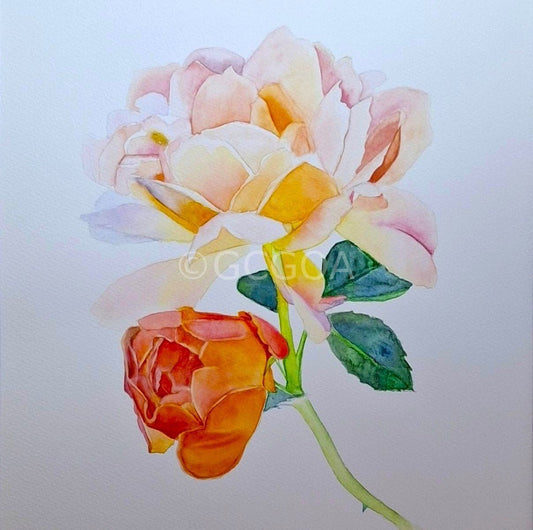 Peach Roses Framed Watercolour - Gold Coast Gallery Of ArtNatalie K