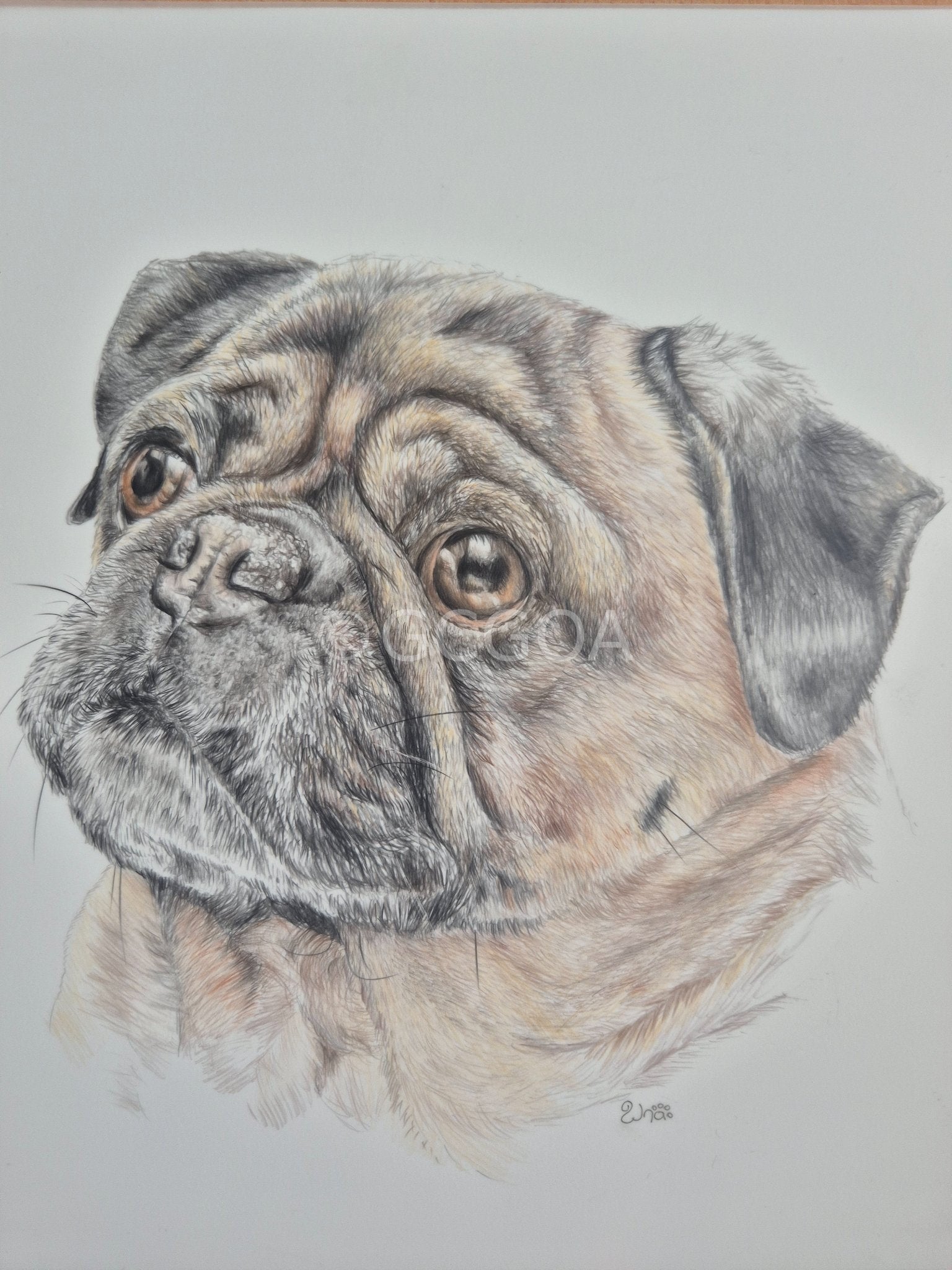 Pug Love - Gold Coast Gallery Of ArtRenae Hall