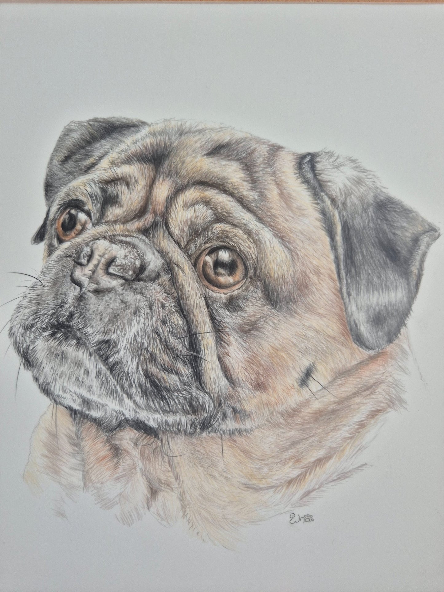 Pug Love - Gold Coast Gallery Of ArtRenae Hall