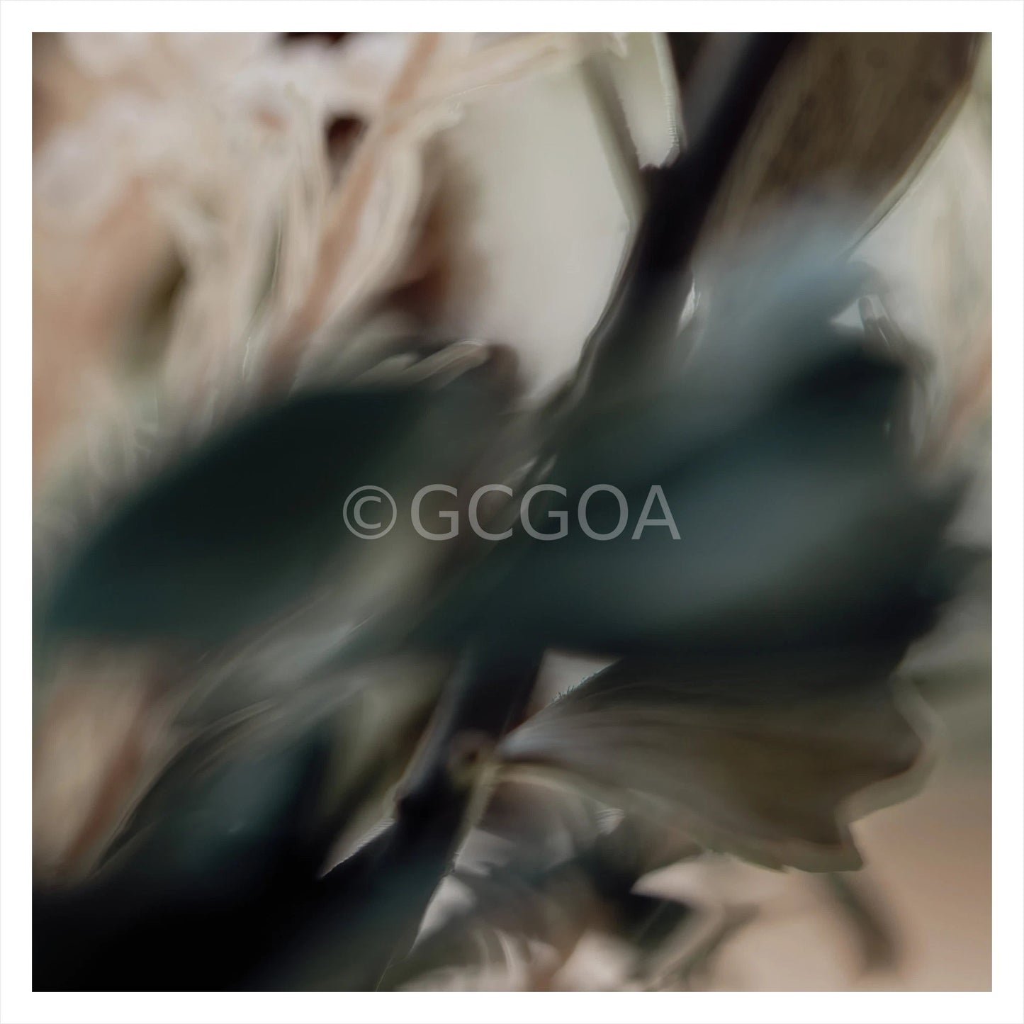 Simple Beauty Collection 1 C2 - Fine Art Print - Gold Coast Gallery Of ArtAngela Hawkey