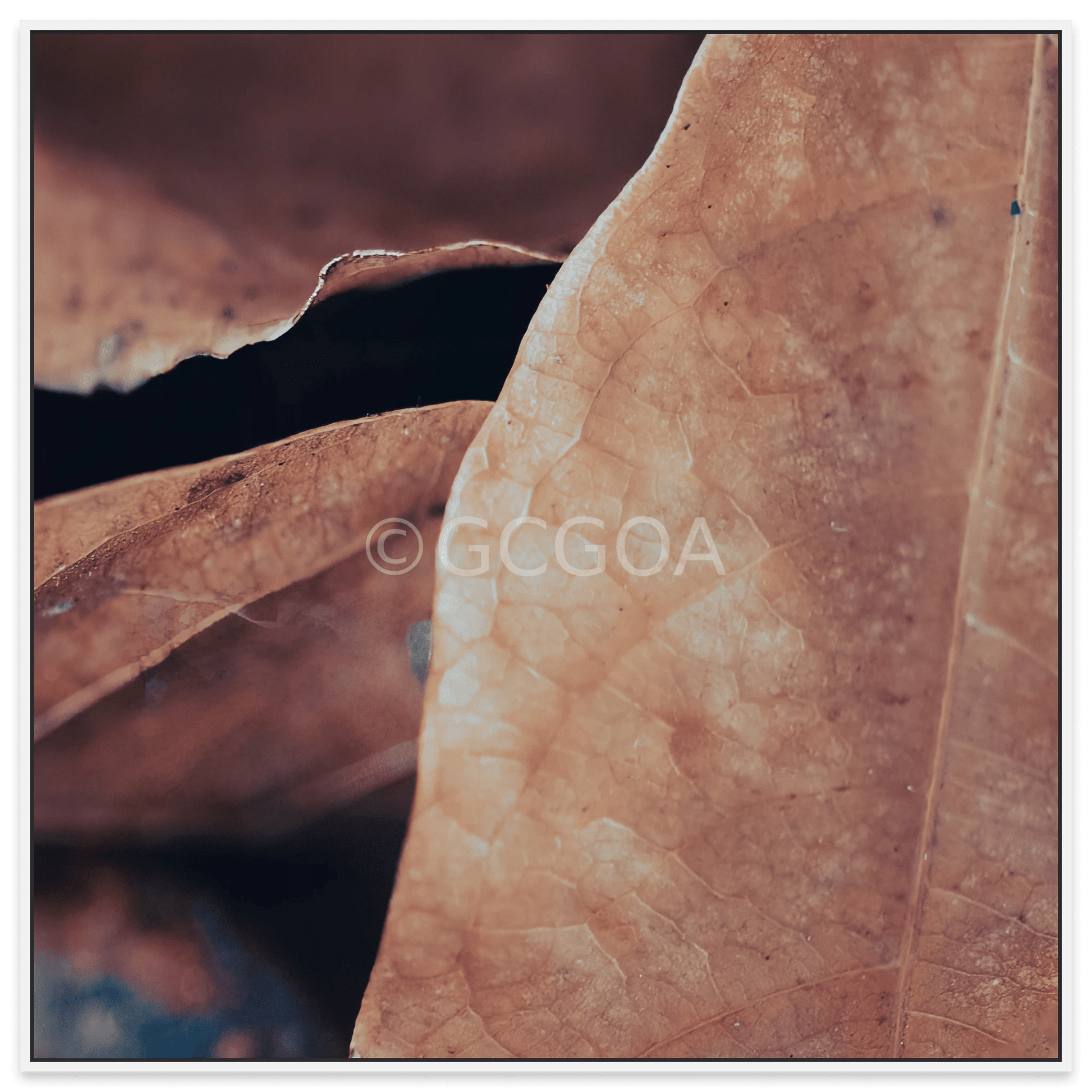 Simple Beauty Collection 19 C1 - Fine Art Print - Gold Coast Gallery Of ArtAngela Hawkey
