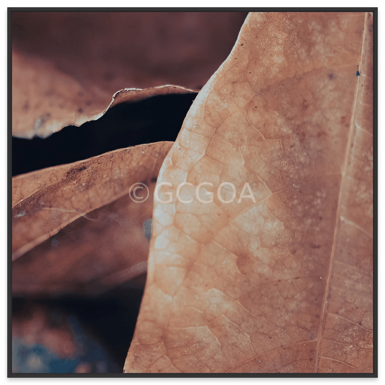 Simple Beauty Collection 19 C1 - Fine Art Print - Gold Coast Gallery Of ArtAngela Hawkey